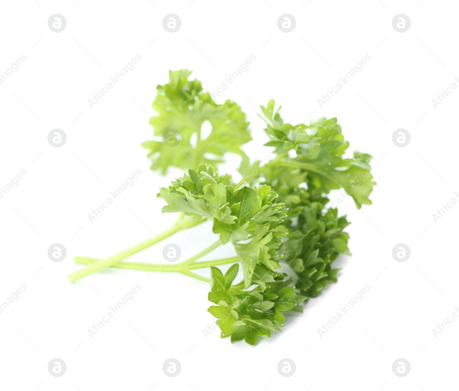 Photo of Fresh green curly parsley on white background