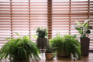 Photo of Beautiful plants on wooden table. Home decor