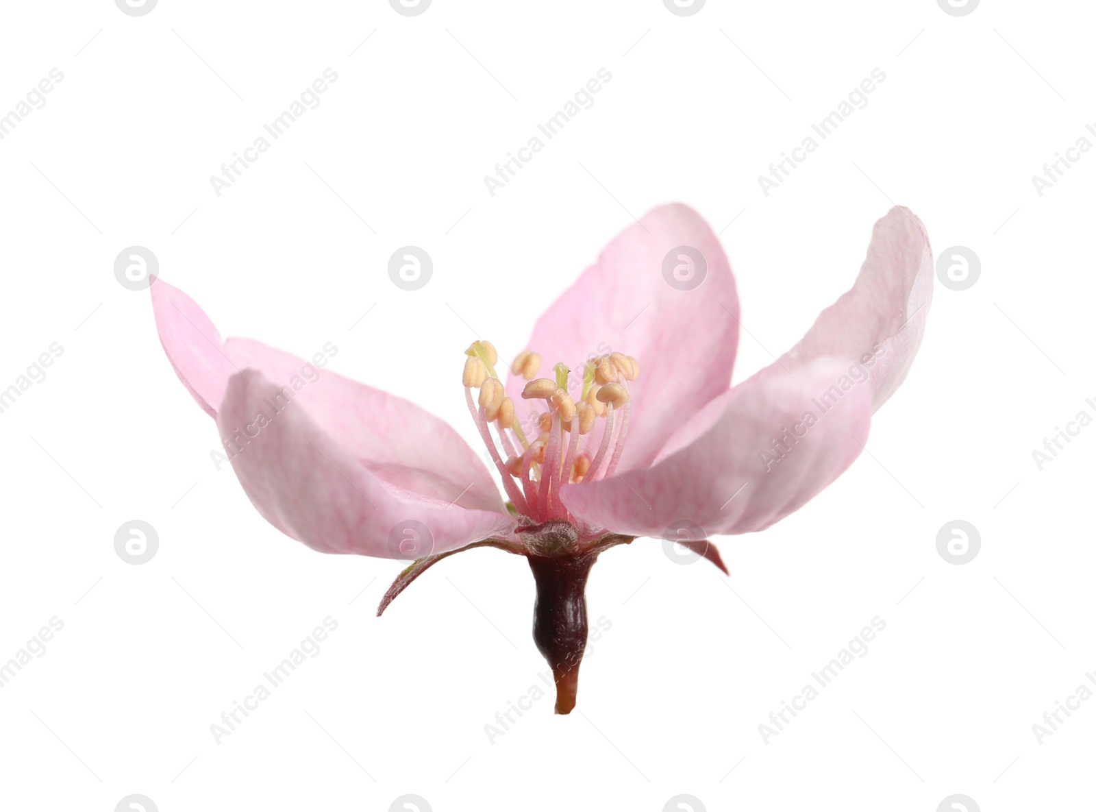 Photo of Beautiful sakura tree flower isolated on white