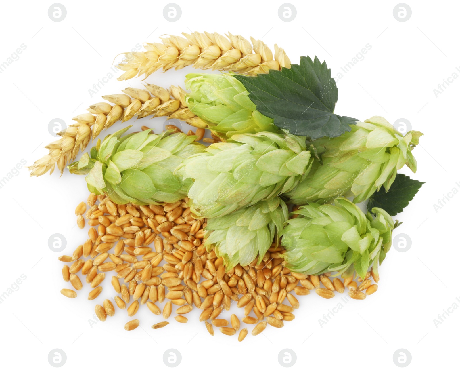 Photo of Fresh green hops, wheat spikes and grains on white background, top view