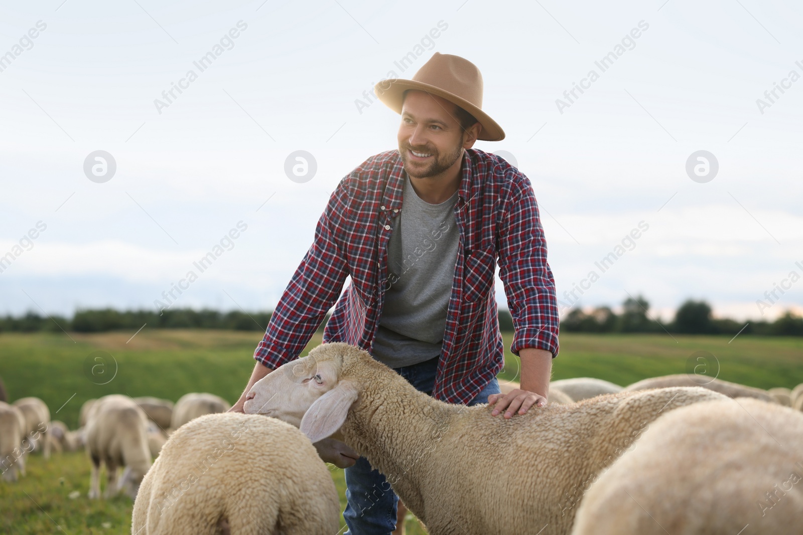 Photo of Smiling man with sheep on pasture at farm