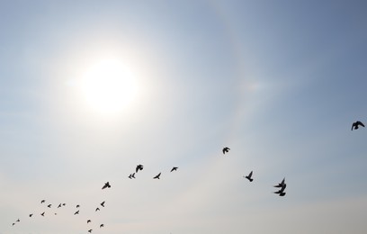 Photo of Beautiful view of sun halo and flying birds in blue sky outdoors