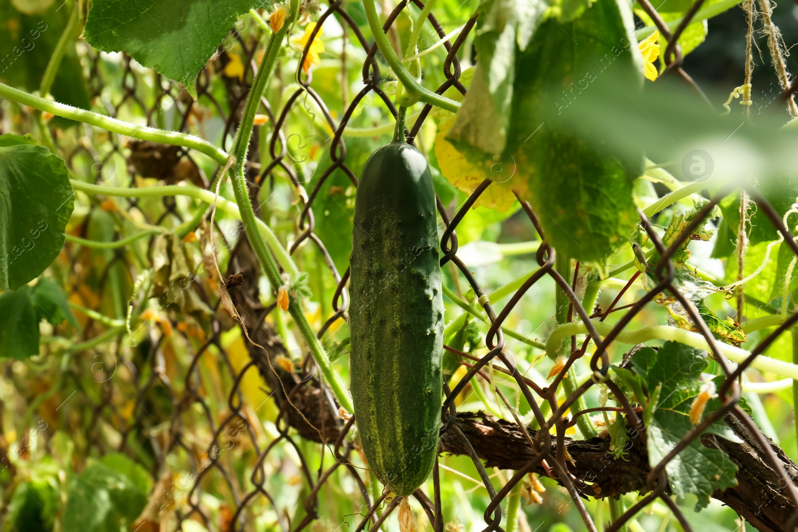 Photo of Closeup view of cucumber ripening in garden on sunny day