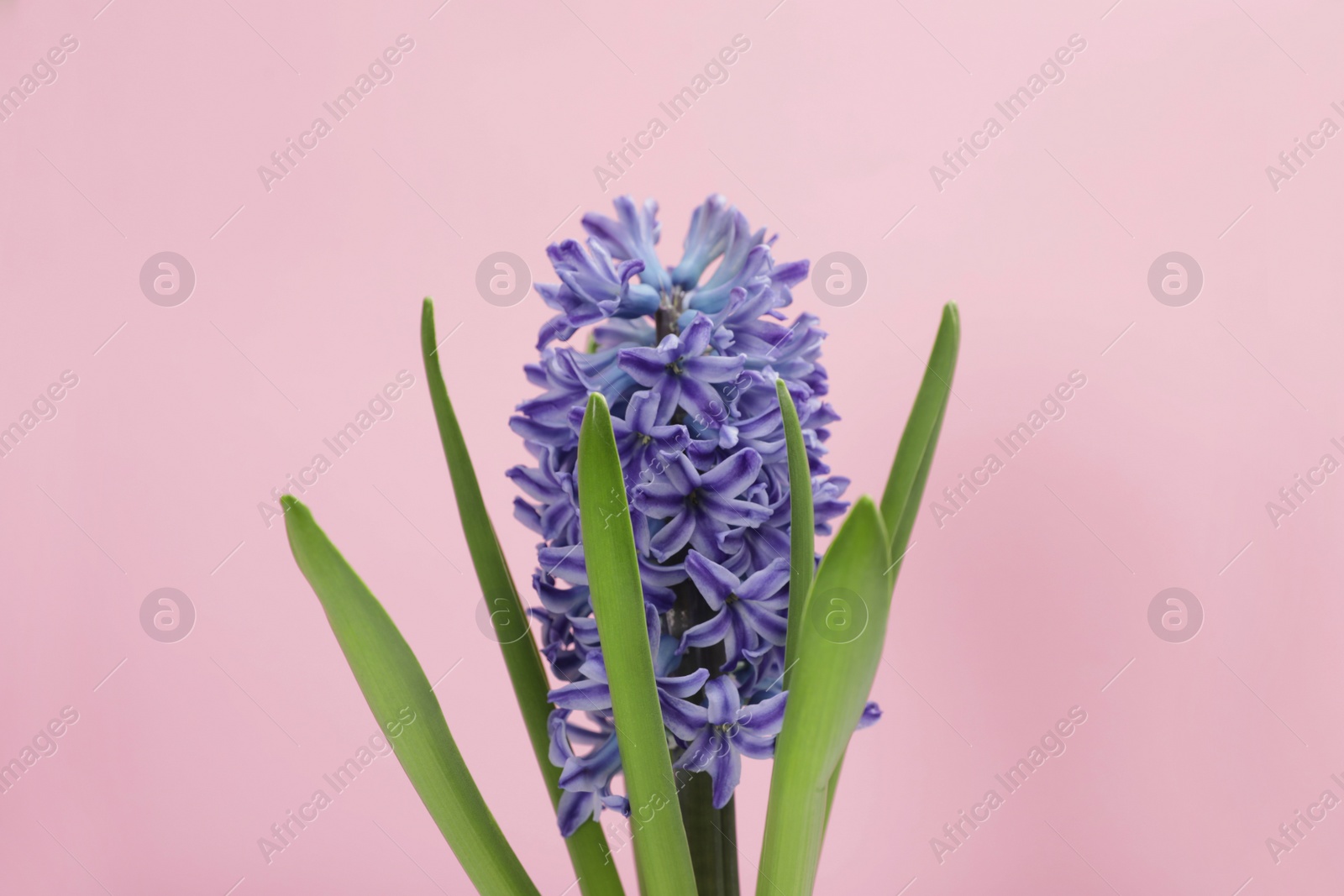 Photo of Beautiful spring hyacinth flower on color background