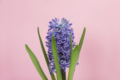 Beautiful spring hyacinth flower on color background