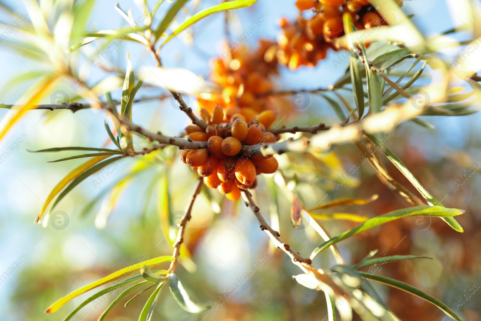 Photo of Sea buckthorn shrub with ripe berries outdoors, closeup