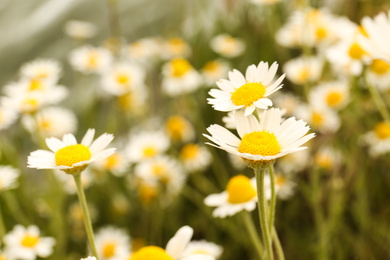 Beautiful chamomile flowers growing in field, closeup