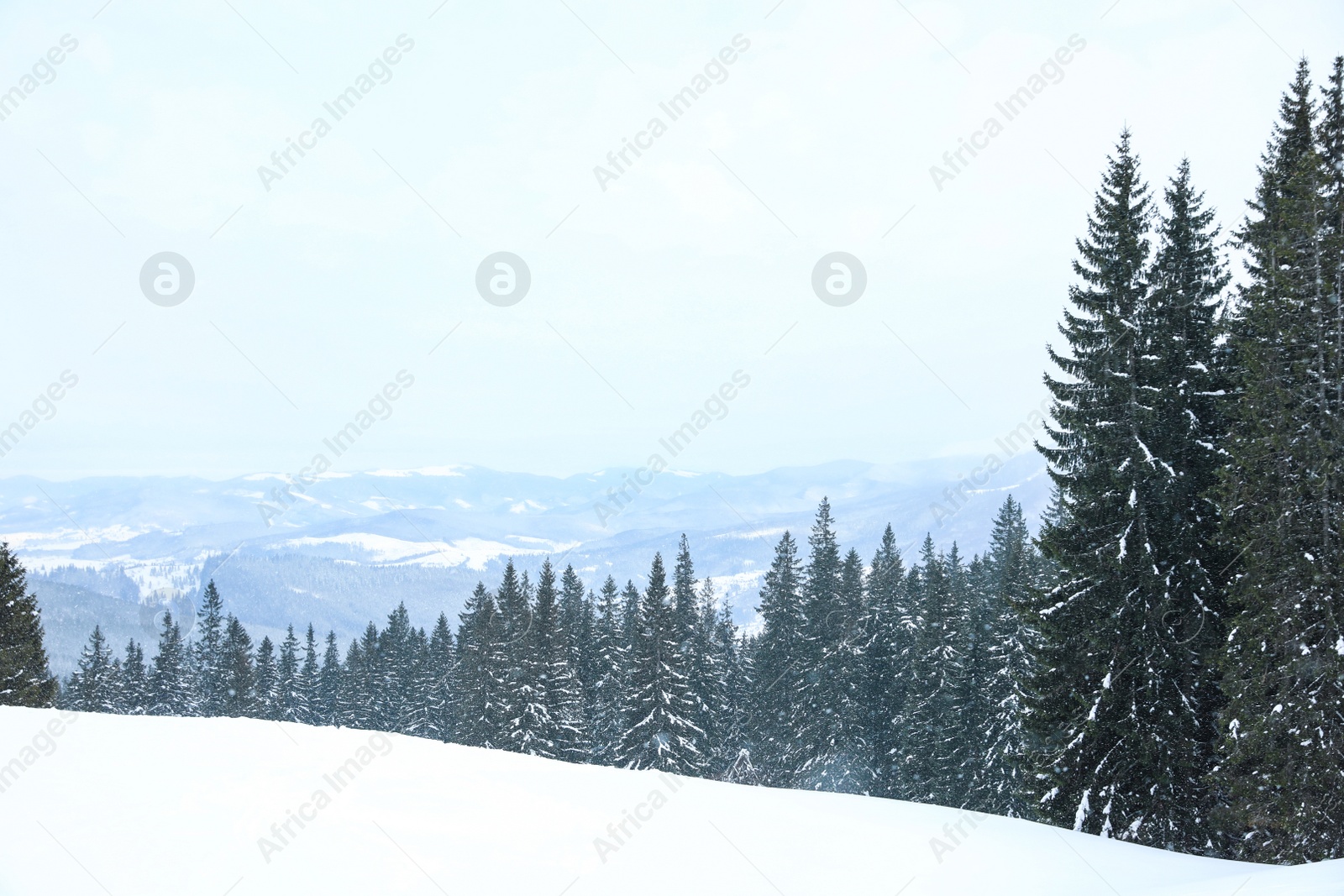 Photo of Picturesque view of snowy coniferous forest on winter day