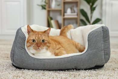 Cute ginger cat lying on pet bed at home