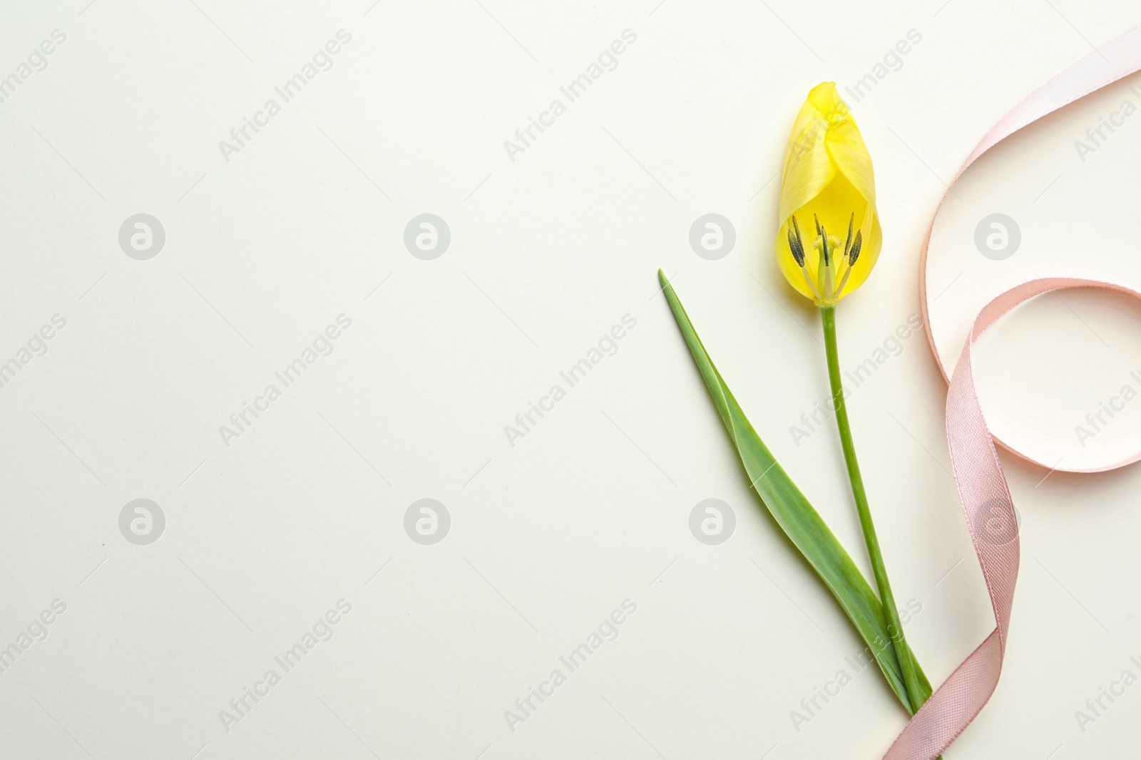 Photo of Yellow tulip and pink ribbon on beige background, top view with space for text. Menopause concept