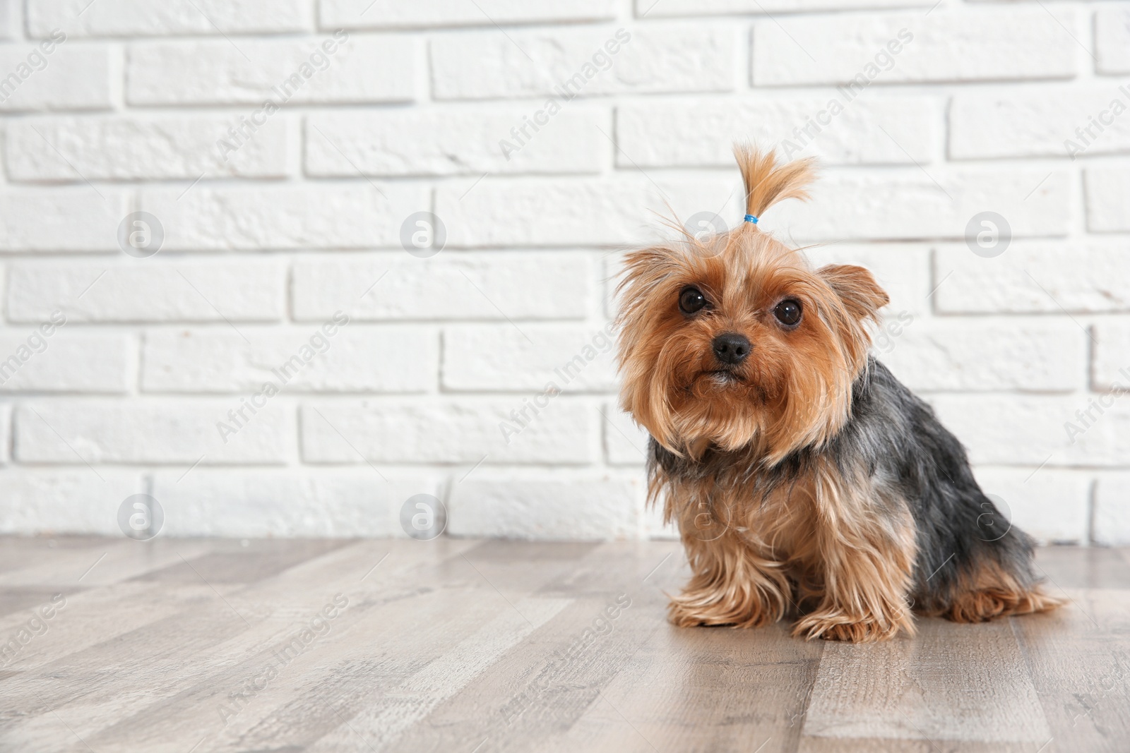 Photo of Yorkshire terrier on floor against brick wall, space for text. Happy dog