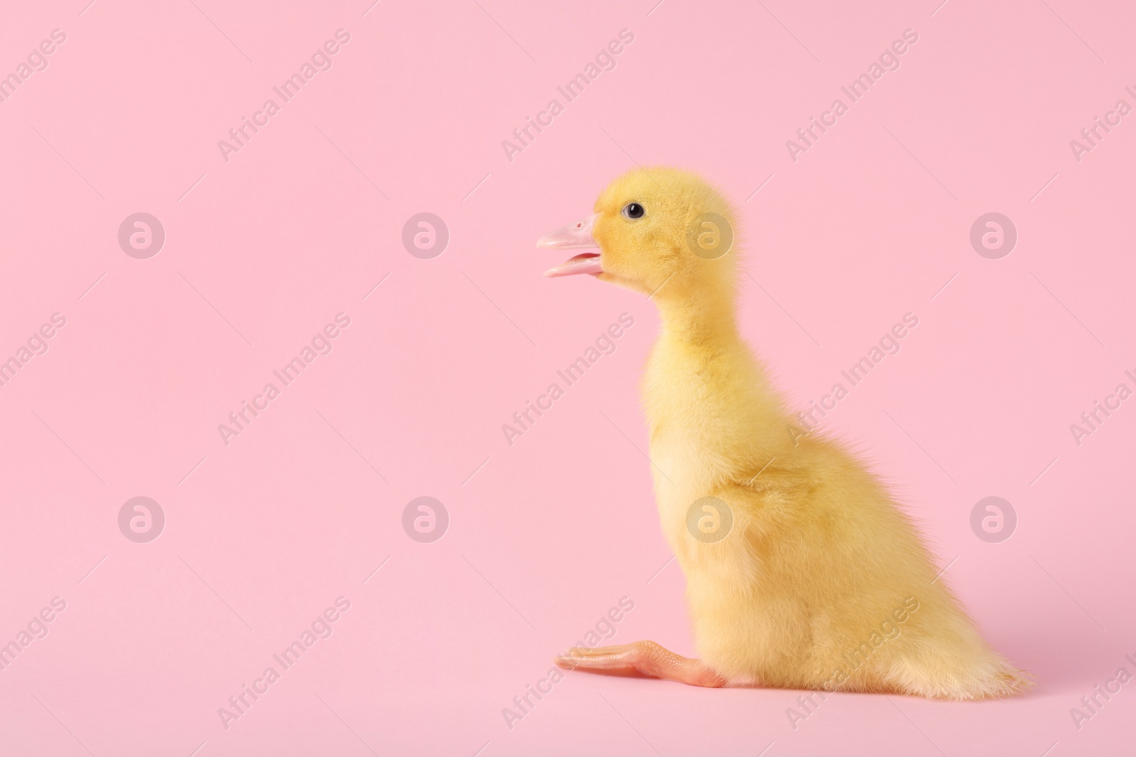 Photo of Baby animal. Cute fluffy duckling sitting on pink background, space for text