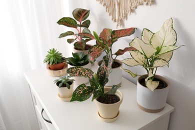 Exotic houseplants with beautiful leaves on chest of drawers at home