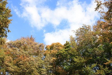 Photo of Beautiful trees under blue sky with clouds on autumn day, low angle view