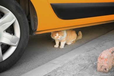 Photo of Lonely stray cat under car on asphalt road. Homeless pet