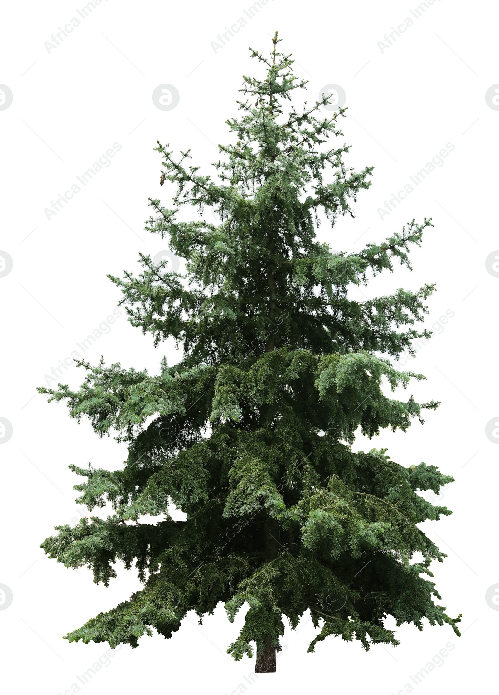 Image of Beautiful evergreen fir tree on white background