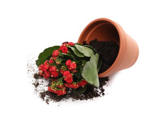 Photo of Overturned terracotta flower pot with soil and kalanchoe plant on white background
