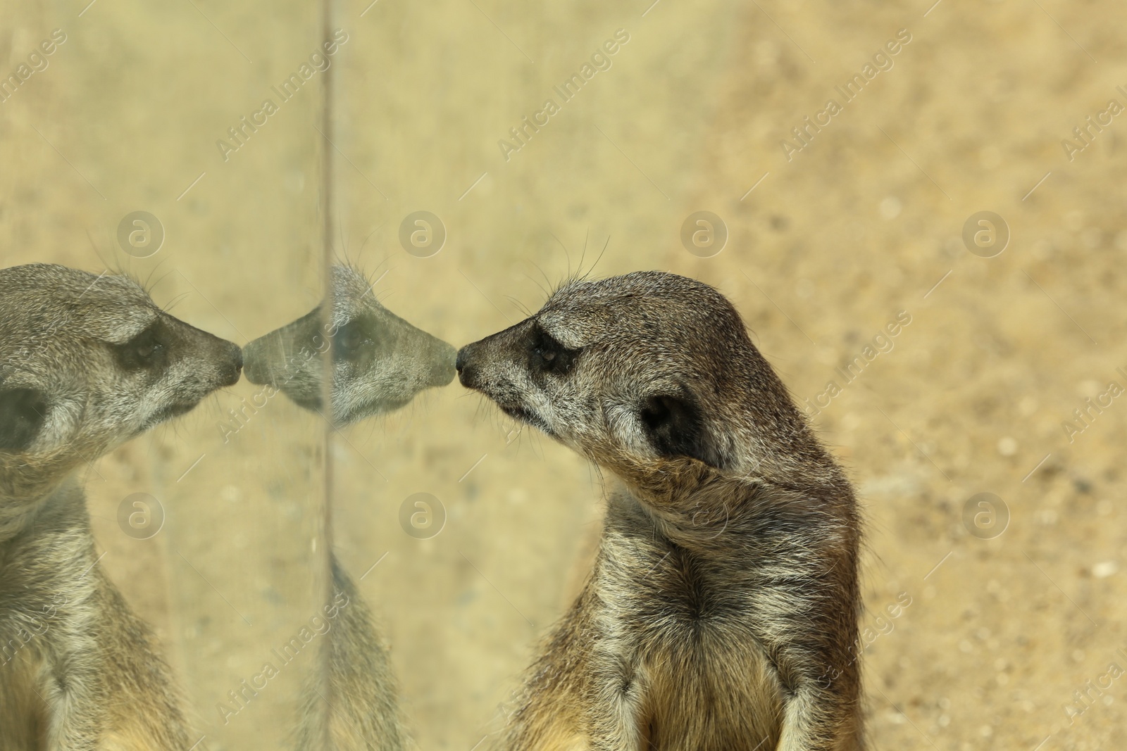 Photo of Closeup view of cute meerkat at zoo