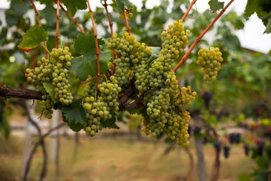 Bunch of ripe juicy grapes on branch in vineyard