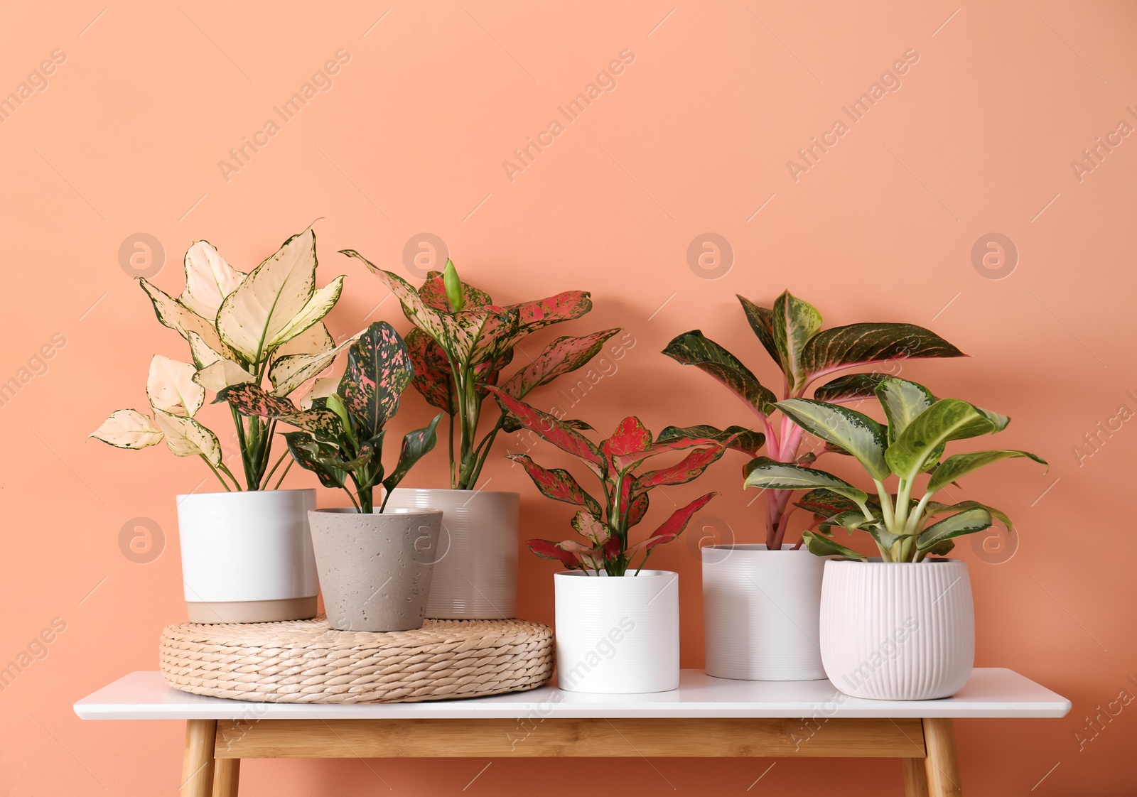 Photo of Different houseplants on table near orange coral wall