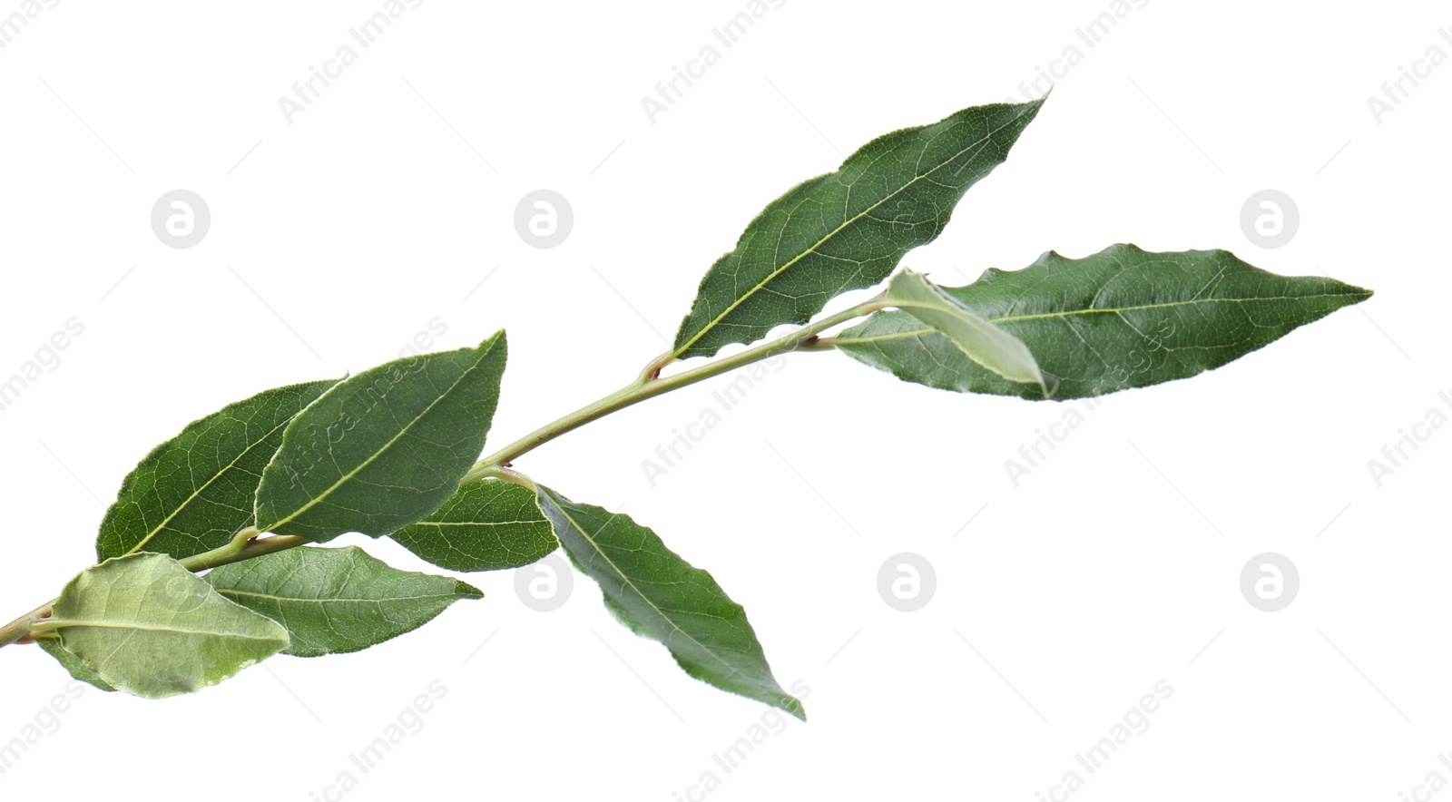 Photo of Branch of fresh bay leaves on white background