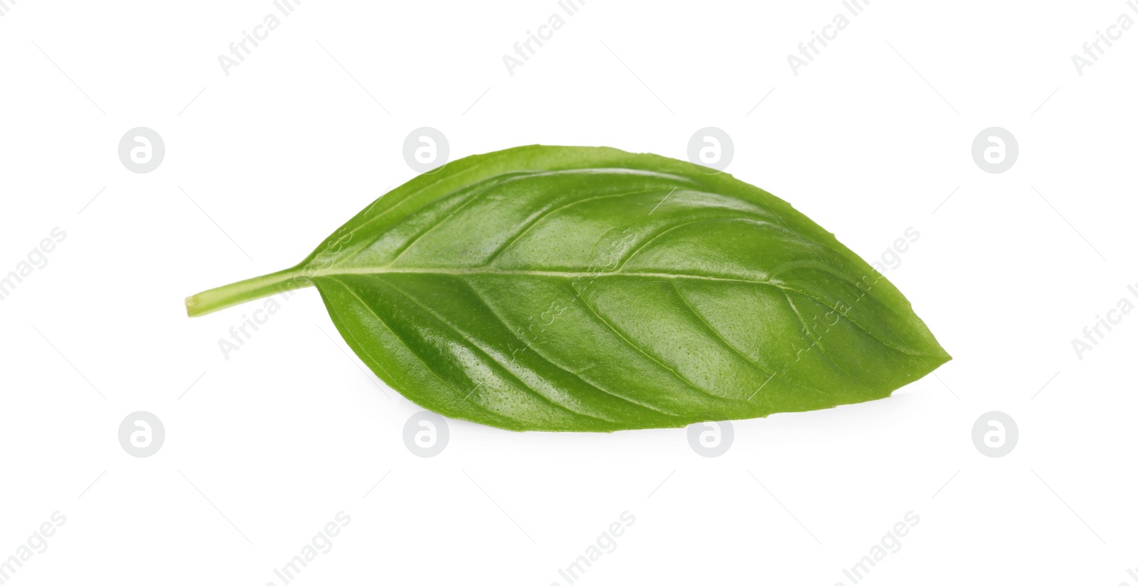 Photo of One green basil leaf isolated on white