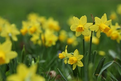 Photo of Beautiful yellow daffodil flowers growing outdoors, closeup. Space for text