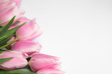 Beautiful pink spring tulips on white background, closeup