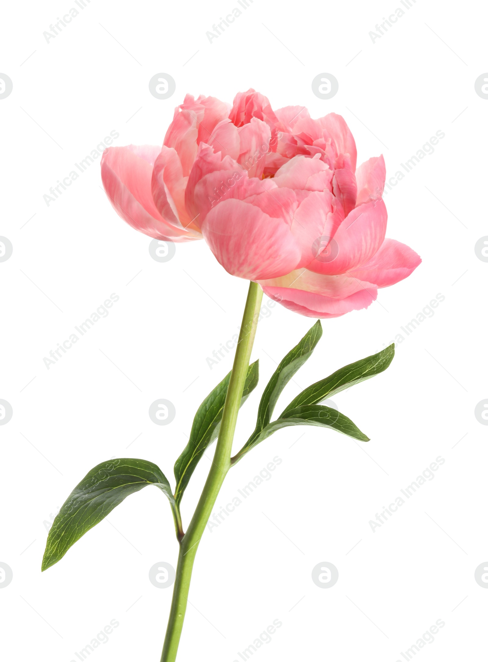 Photo of Beautiful blooming pink peony isolated on white