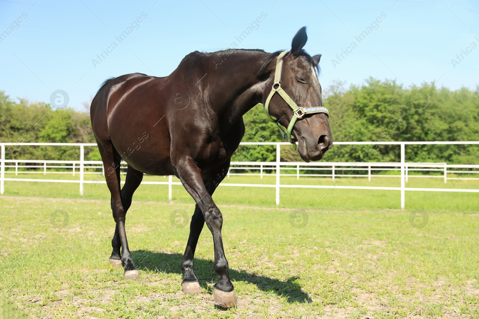 Photo of Dark bay horse in paddock on sunny day. Beautiful pet