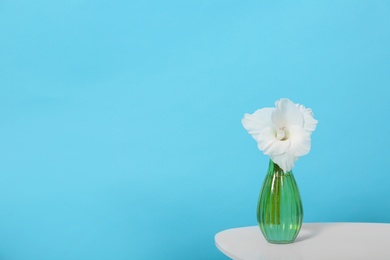 Photo of Vase with beautiful gladiolus flower on wooden table against blue background. Space for text