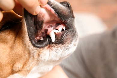 Photo of Man checking dog's teeth, closeup. Pet care