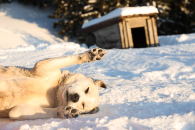 Photo of Cute dog outdoors on snowy winter day. Funny pet