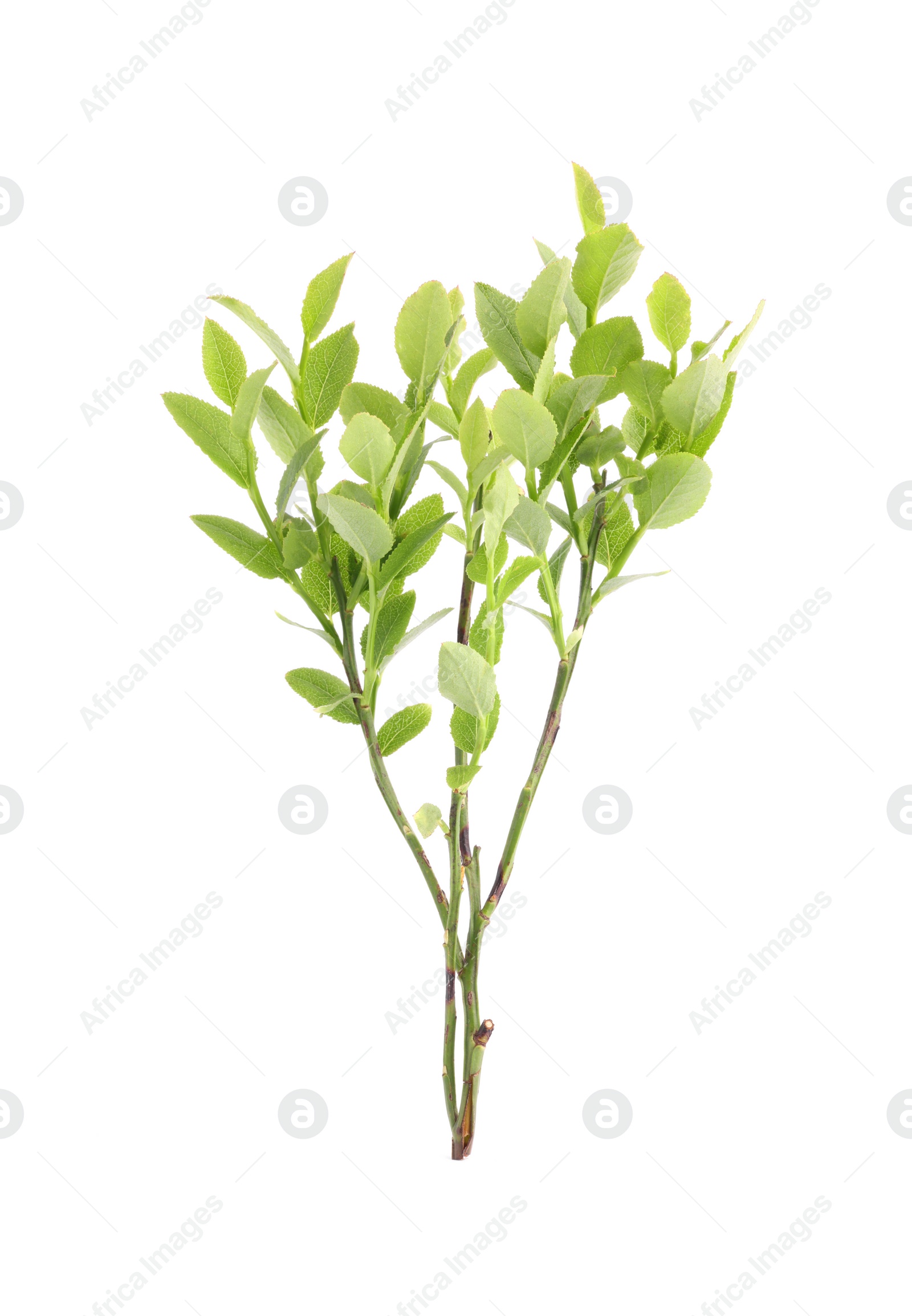 Photo of Bilberry branch with fresh green leaves isolated on white