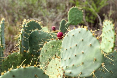 Photo of Closeup view of beautiful cactus growing outdoors