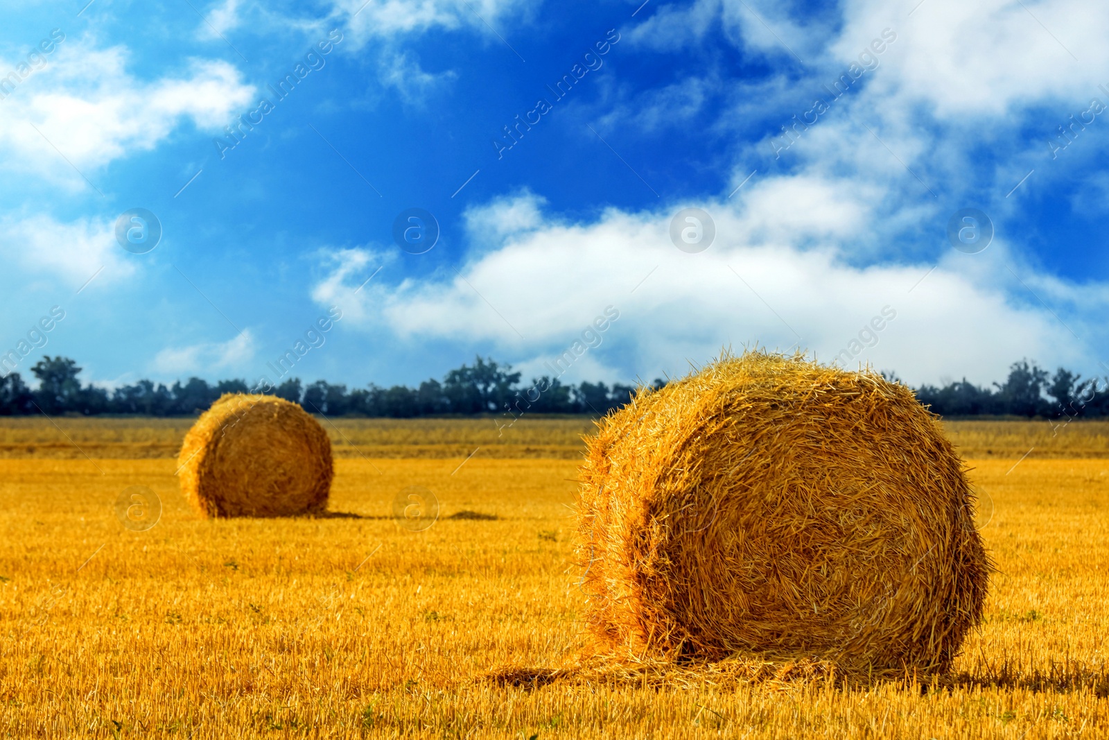 Image of Hay bales in golden field under blue sky