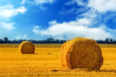 Hay bales in golden field under blue sky