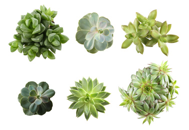 Image of Collage with different succulents on white background, top view