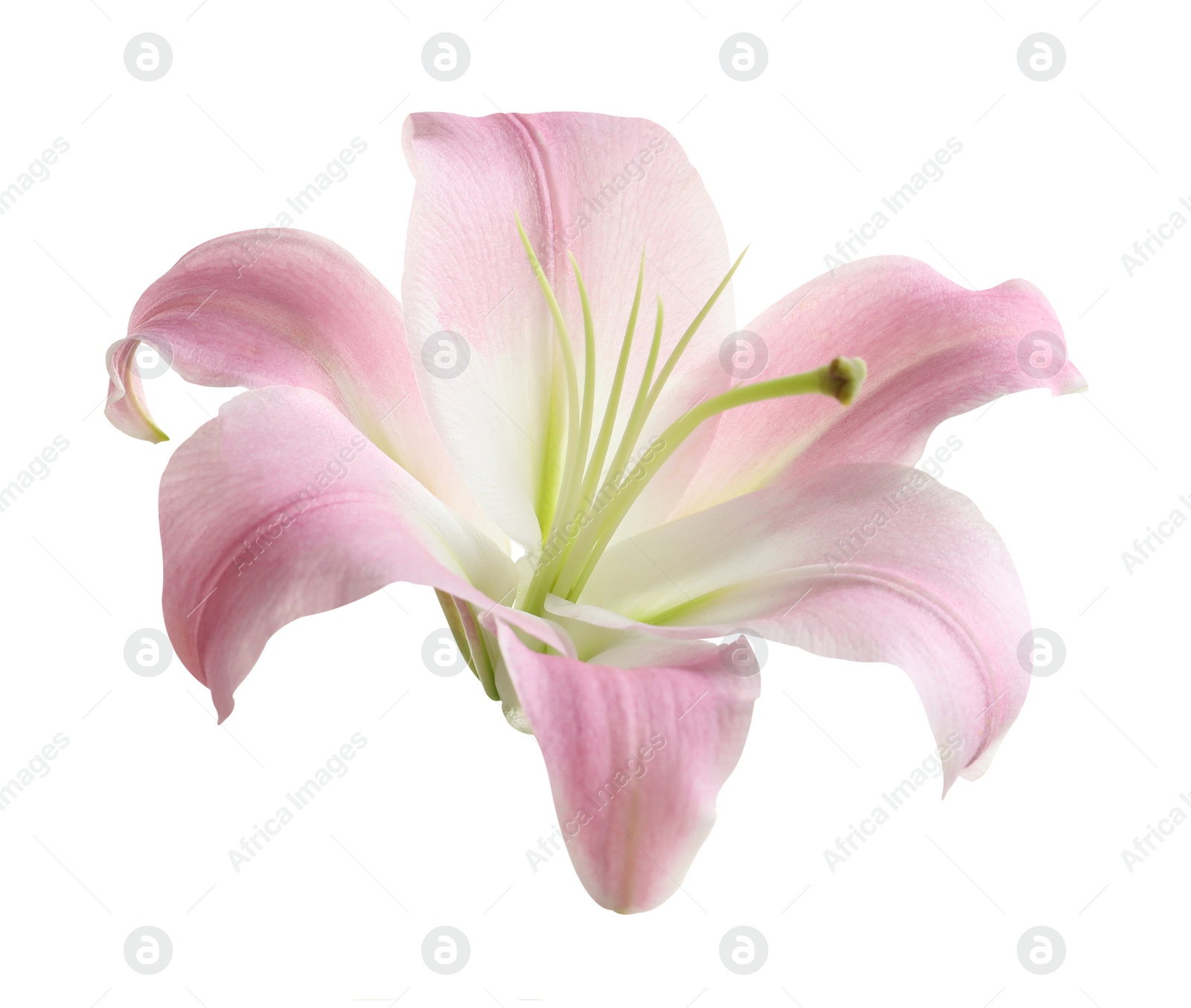 Image of Beautiful blooming pink lily flower isolated on white