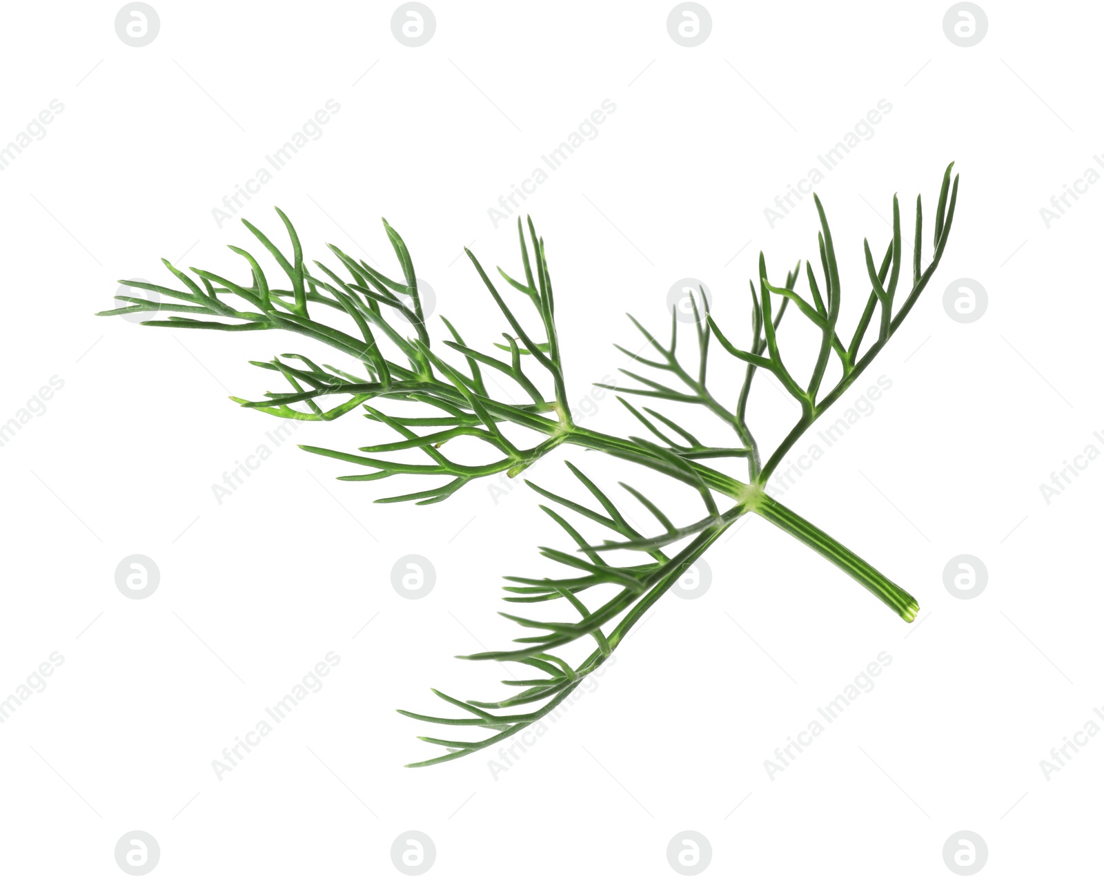 Photo of One sprig of fresh dill isolated on white