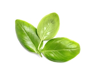 Photo of Fresh green basil leaves on white background