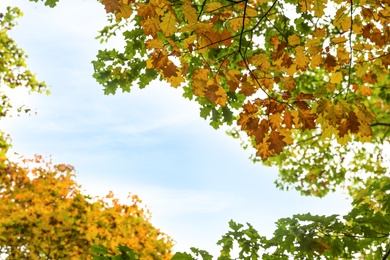 Photo of Beautiful trees with bright leaves against sky on autumn day