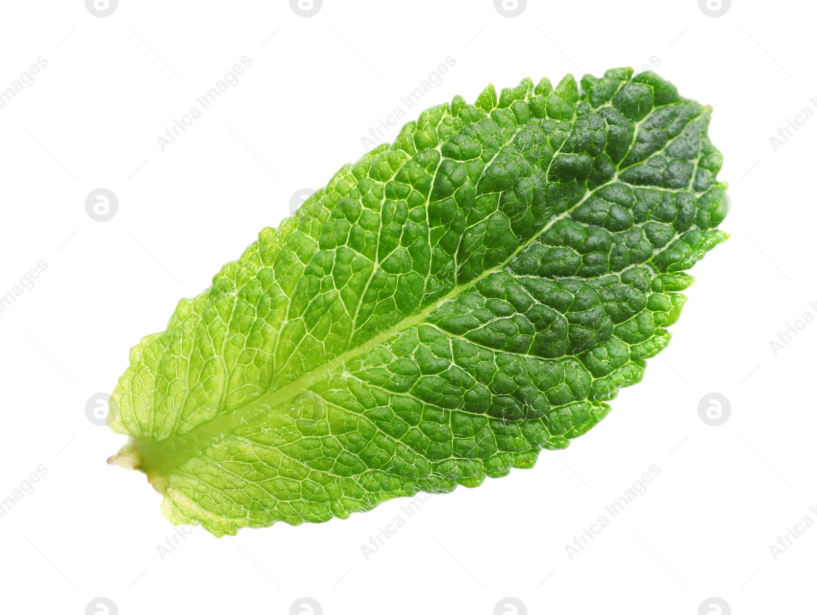 Photo of Green leaf of fresh aromatic mint isolated on white