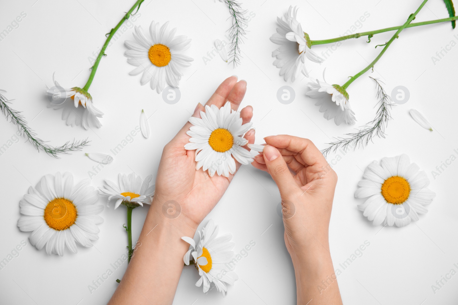 Photo of Woman with beautiful chamomile flowers on white background, top view