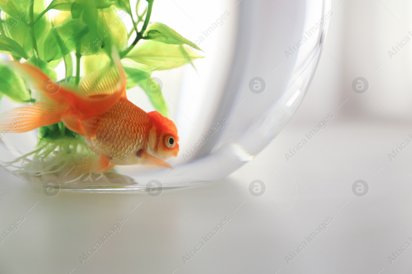 Photo of Beautiful bright goldfish in aquarium on table, closeup