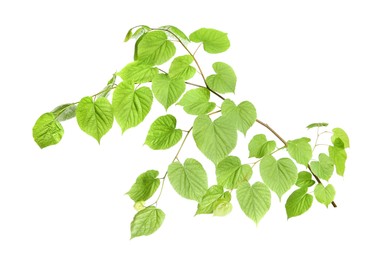 Photo of Branch of linden tree with young fresh green leaves isolated on white. Spring season