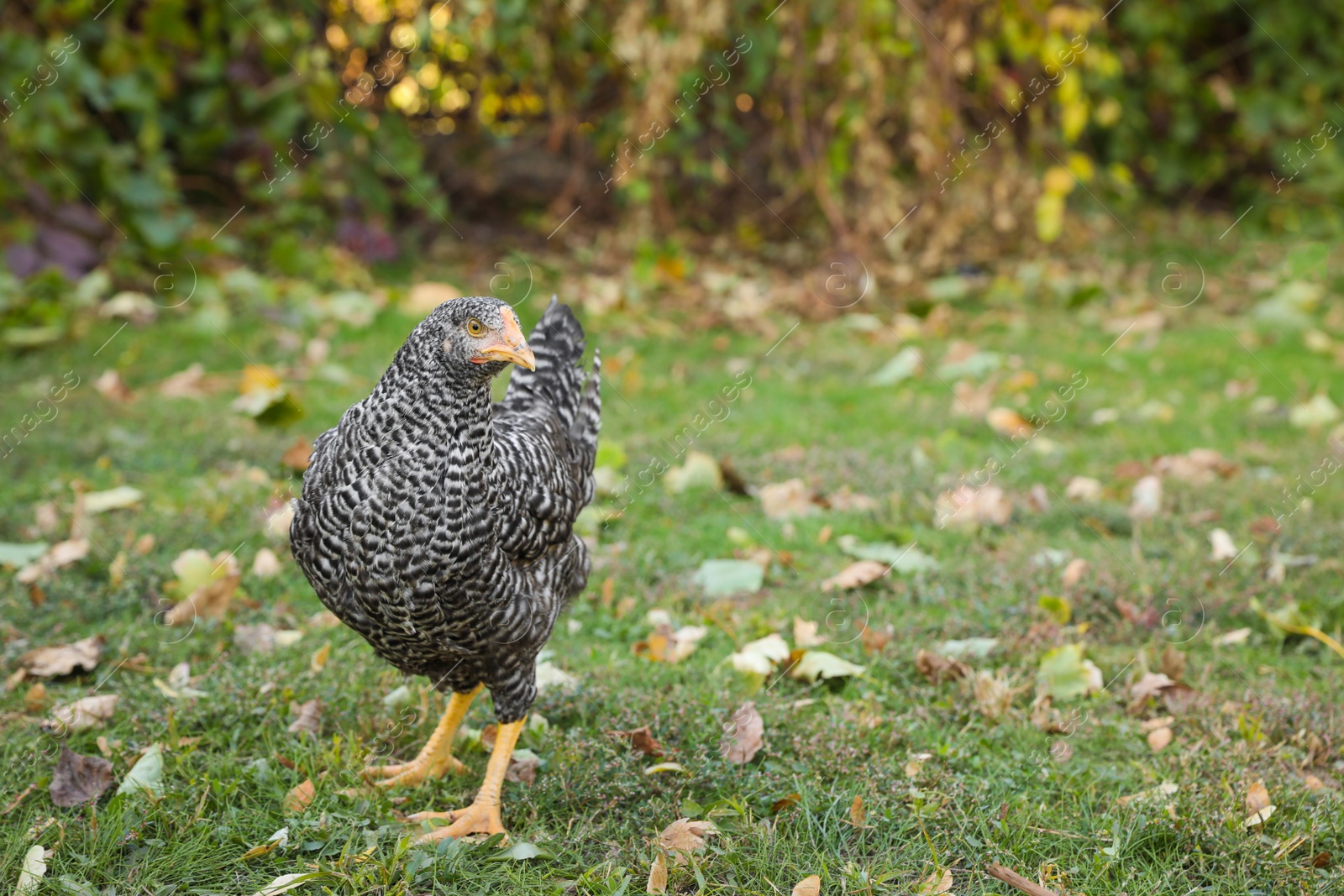 Photo of Beautiful chicken in yard on farm. Domestic animal