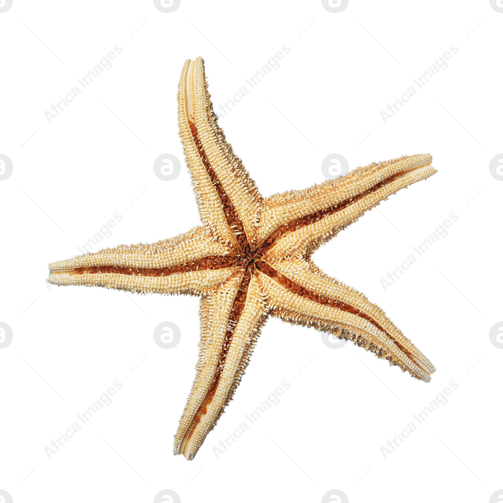 Photo of Beautiful sea star isolated on white. Beach object