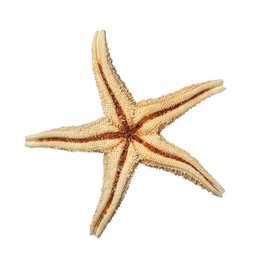 Photo of Beautiful sea star isolated on white. Beach object