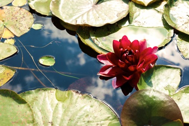 Beautiful blooming waterlily and leaves on water surface